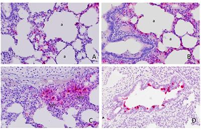 Identification of Pulmonary Infections With Porcine Rotavirus A in Pigs With Respiratory Disease